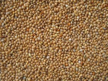 Yellow millet